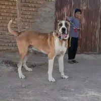 سگ خراسانی نر نسل پلنگ پورحاتم