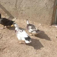 غاز و اردک