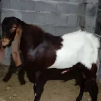 پازن پاکستانی|حیوانات مزرعه|بندر کنگان, |دیوار