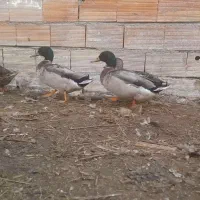 اردک صحرایی پروازی