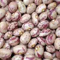 فروش لوبیا چیتی و قرمز عمده زنجان