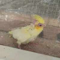 جوجه عروس هلندی لوتینو چشم شرابی