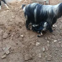 بره چاق پرواری