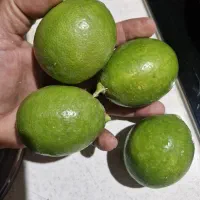 لیمو ترش سنگی طبیعی شوشتر