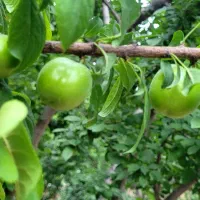 باغ میوه|فروش دفتر صنعتی، کشاورزی، تجاری|باغستان, |دیوار