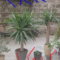یوکا تزیینی .درخت یوکا پافیلی ۳۰ساله