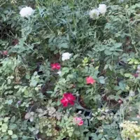 گل و گیاه نهال درخت و درختچه|خدمات باغبانی و درختکاری|رباطکریم, رباطکریم|دیوار
