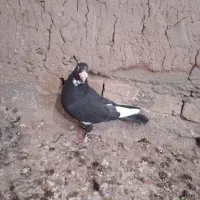 کفتر|پرنده|کشکوئیه, |دیوار