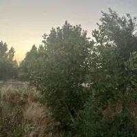 2000متر باغ محدوده حکیم آباد