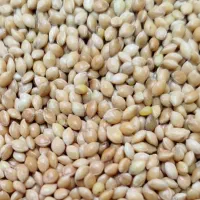 ارزن تیر ماهی