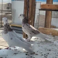 کفتر شازده هما سرور|پرنده|تهران, مشیریه|دیوار