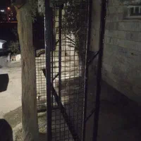 باربندوانت پیکان