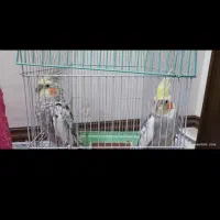 یک جفت عروس هلندی