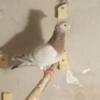 چندتا کبوتر ضربه وزدو خوردی