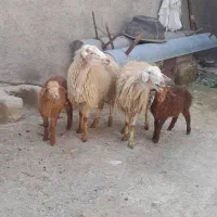 میش دو دندان