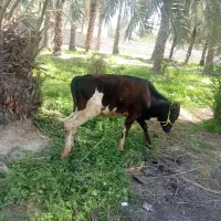 جلب یک ساله