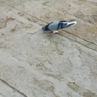 دمگیر خرقه سینه واز تهرونی|پرنده|ابریشم, |دیوار