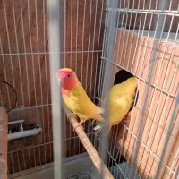 طوطی برزیلی|پرنده|بندر کنگان, |دیوار