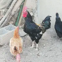 خروس جوان و سالم و سرحال|حیوانات مزرعه|شاهین دژ, |دیوار