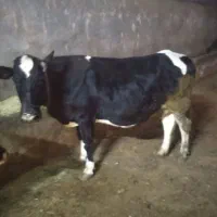 گاو|حیوانات مزرعه|حسین آباد, |دیوار