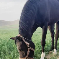 مادیان 5 ساله آبسن از کیماس آقای والی زاده