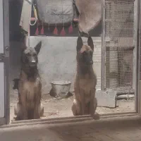 سگ مالینویز