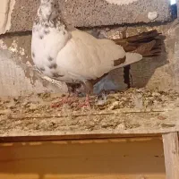 دوتاکفترگرفتنی|پرنده|همدان, |دیوار