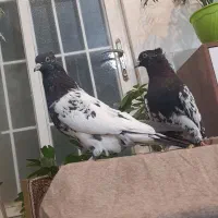 دوجفت کبوتر سینه زرد و کله دم سیاه|پرنده|کاشان, لتحر|دیوار