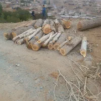 خرید فروش چوب خشک و تر به مدیریت بابایی|خدمات باغبانی و درختکاری|ارومیه, |دیوار