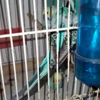 مرغ عشق پروانه ای،رینبو .ماهی گوپی وفایتر با کیفیت|پرنده|مرودشت, پشت سایپا‎|دیوار