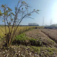 خانه و شالیزار چسب هم /سندتکبرگ منطقه آزاد/۸۳۰۰متر|فروش خانه و ویلا|رشت, گلسار|دیوار