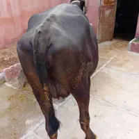 گاو|حیوانات مزرعه|خاوه, |دیوار