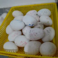 تخم برگشتی دستگاه