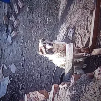 سک نگهبان