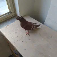 کبوتر|پرنده|مشهد, ابوذر|دیوار