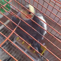 عروس هلندی نر