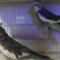عروس هلندی جفت نر سخنگو