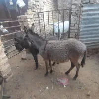 تعدادی مادیون باکره
