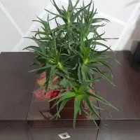 کاکتوس شاخ بزی