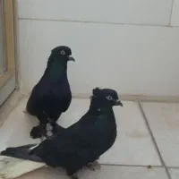 کبوتر دم سفید  و طوقی
