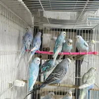 پرنده سرای کاردینال|پرنده|شیراز, گل سرخ|دیوار