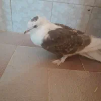 کفتر پاپر و کاکلی|پرنده|تربت‌حیدریه, تپه ننه حجی|دیوار