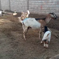 ۴ راس بز زایده|حیوانات مزرعه|سبزوار, فیاض|دیوار