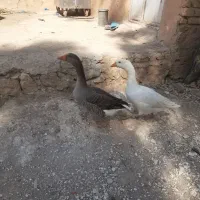 یک عدد غاز نر