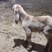 بز دو رگ پاکستانی با دو بزغاله نر|حیوانات مزرعه|طبس, |دیوار