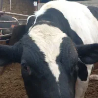 گوساله نر پرواری