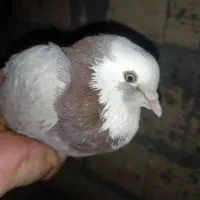 کفتر شازده پیدا شده