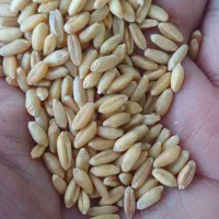 خریدوفروش ارزن گندم تخمه