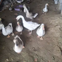 غاز بالغ|حیوانات مزرعه|بابلسر, |دیوار