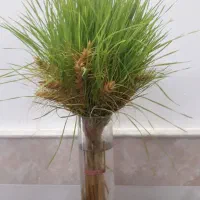 گندم ابی|خوردنی و آشامیدنی|قم, زنبیل آباد|دیوار